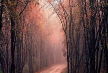 篮网队内斗争激烈，主教练调整战术